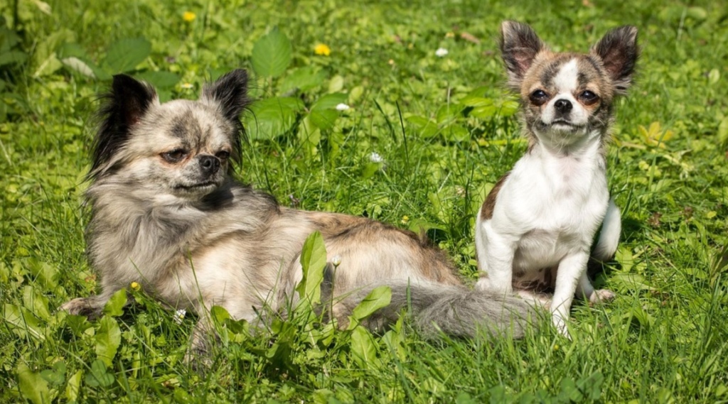 11 Ways to Save Money on Pet Expenses