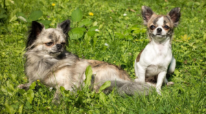 11 Ways to Save Money on Pet Expenses