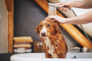 How to Help Your Reluctant Dog Enjoy Bath Time